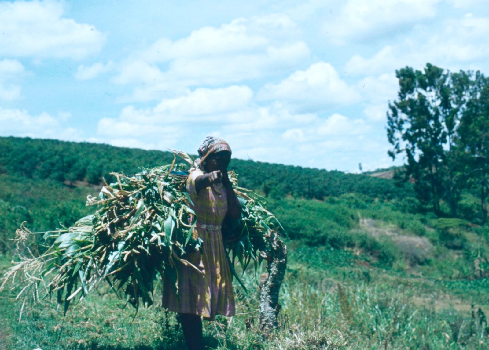 Højland kaffeplantage
